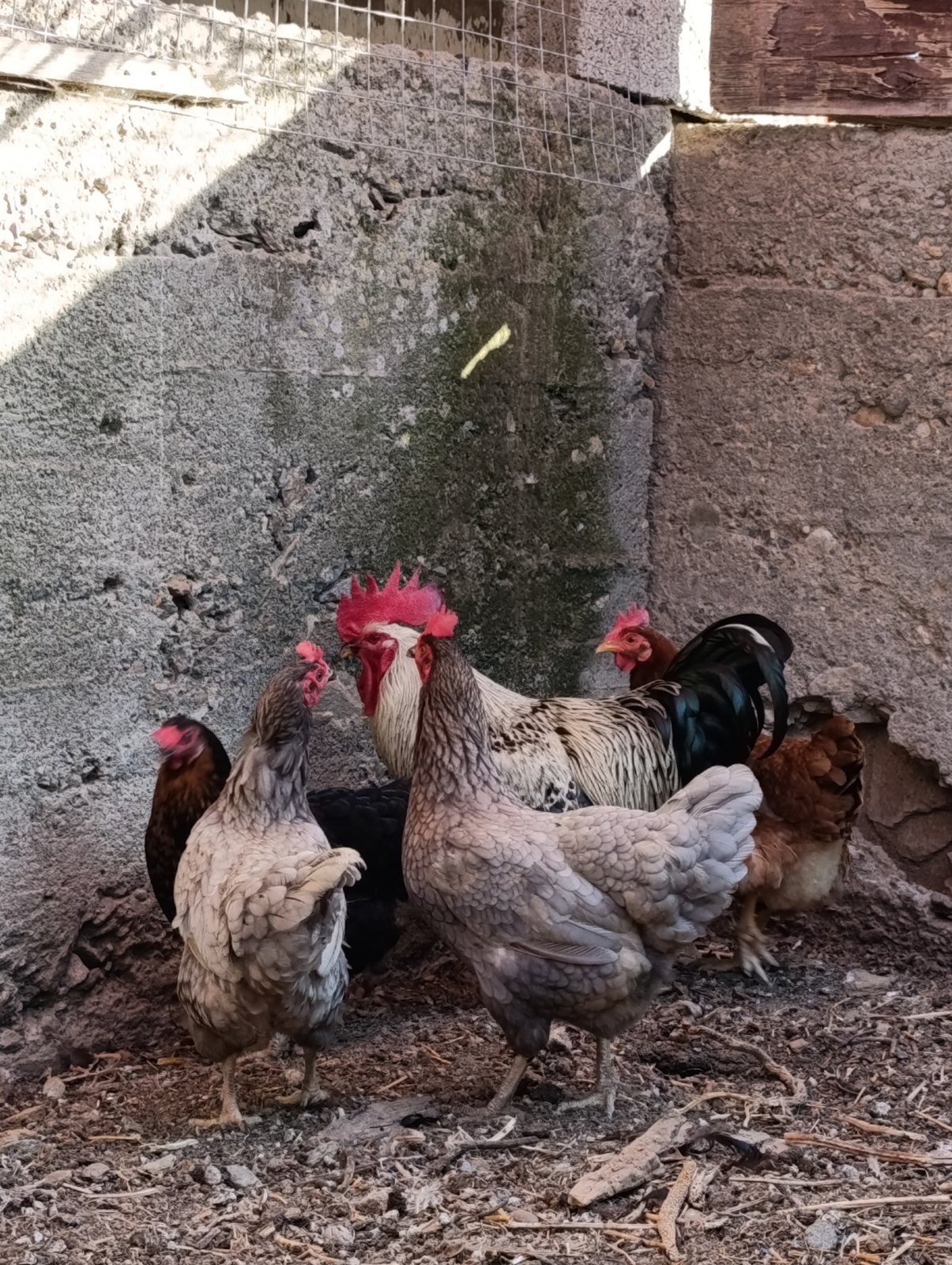 Κότες και κόκορας σε αυλή στην Τήνο