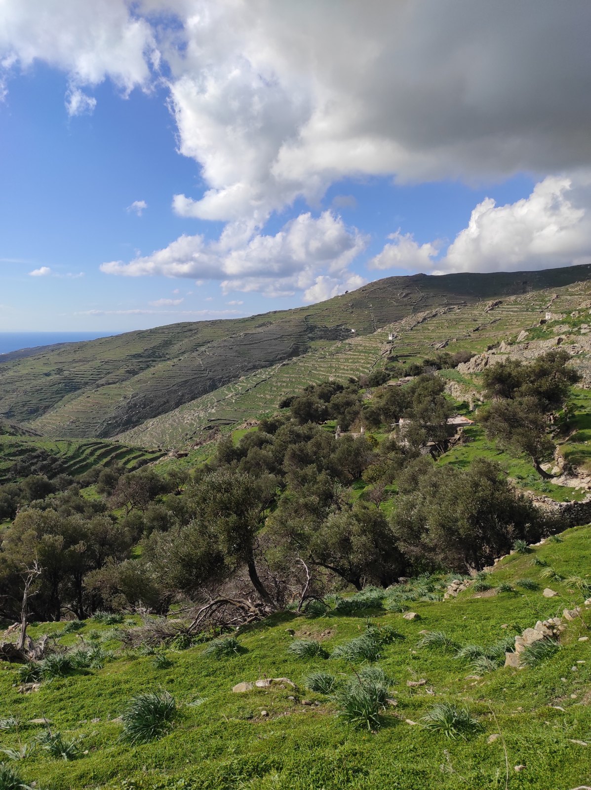 Ελιές, ξερολιθιές και πεζούλες στην ύπαιθρο του Τριποτάμου Τήνου