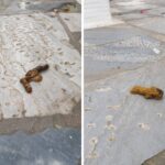 «Ωραία η φιλοζωία σας…»: ακαθαρσίες σκύλων στα μαρμάρινα καλντερίμια του Πύργου — «κάθε μέρα το ίδιο βιολί», γράφει κάτοικος του χωριού