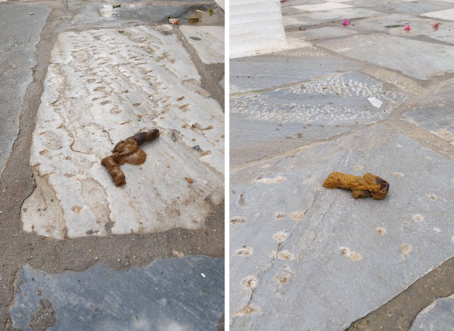 Ακαθαρσίες σκύλων πάνω σε μαρμάρινες πλάκες στα καλντερίμια του Πύργου της Τήνου