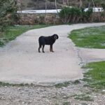 «Αυτό το δύστυχο σκυλί το αναγνωρίζει κανένας;»: φοβισμένο και μόνο του στην περιοχή «Γιαννάκη» — έκκληση στην ομάδα «Φιλόζωοι Τήνου»
