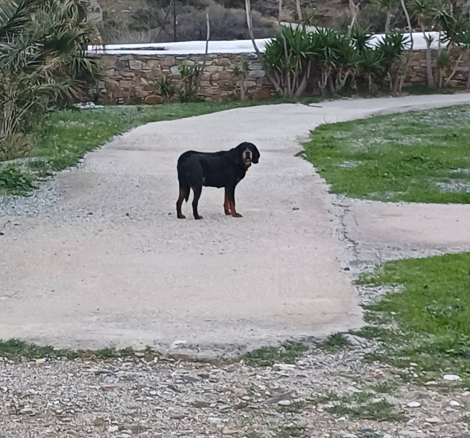 Μαύρο σκυλί με καφεκόκκινα σημάδια στέκεται σε τσιμεντένιο δρόμο στην Τήνο και κοιτάζει τον φακό