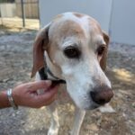 Περιφέρεται στην πόλη της Τήνου, κοντά στη Ζανάκη Αλαβάνου: μήπως αναγνωρίζετε αυτόν τον σκύλο;