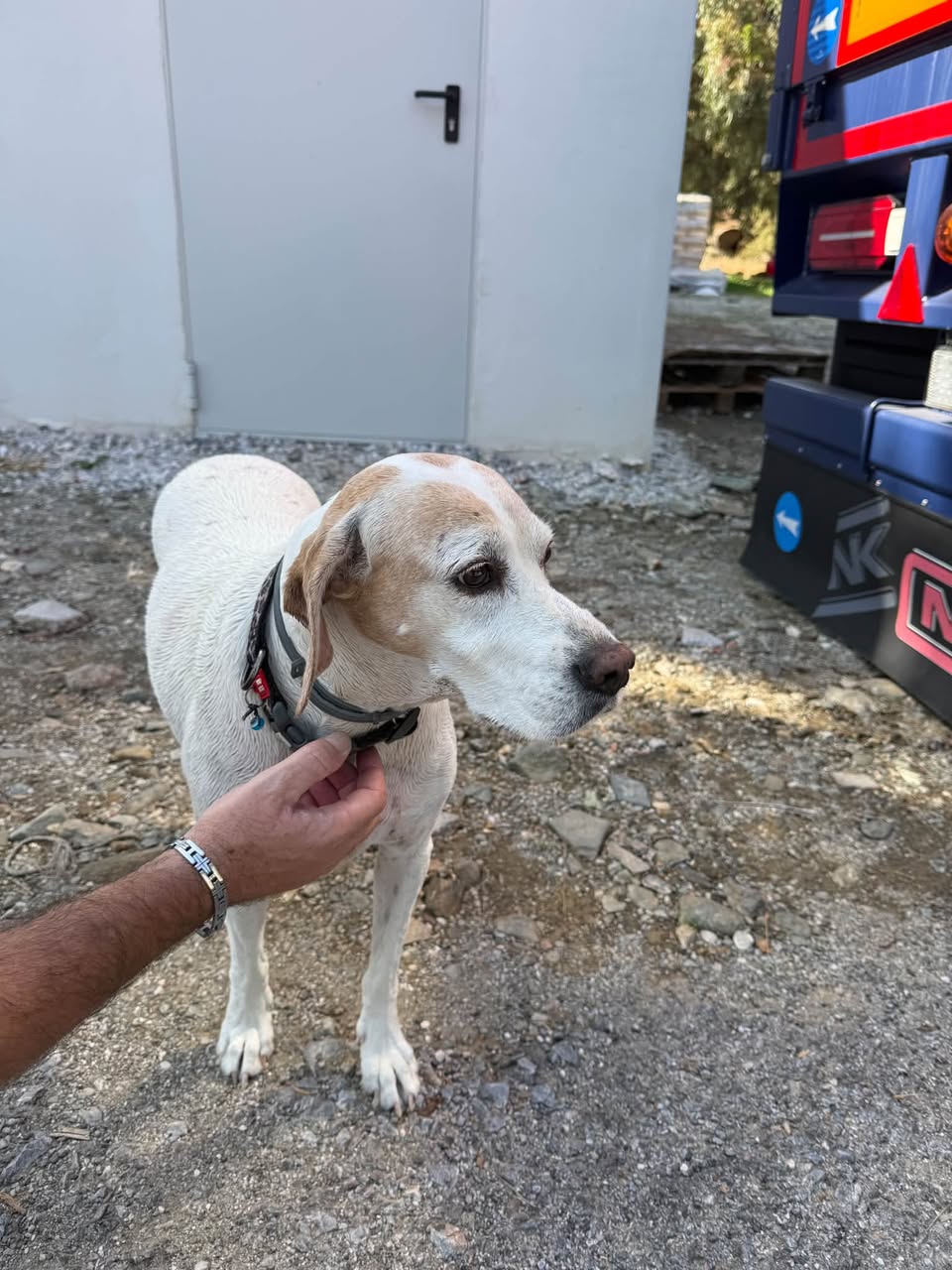 Λευκός σκύλος με μπεζ αυτιά και περιλαίμιο, όρθιος μπροστά σε γκρι πόρτα