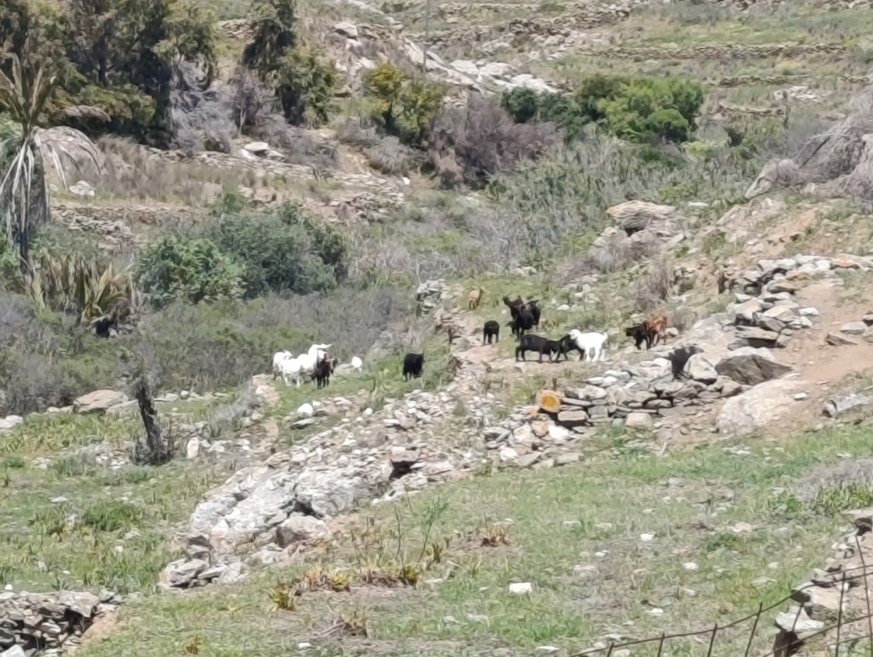 Κοπάδι κατσίκια σε βραχώδη πλαγιά της Τήνου