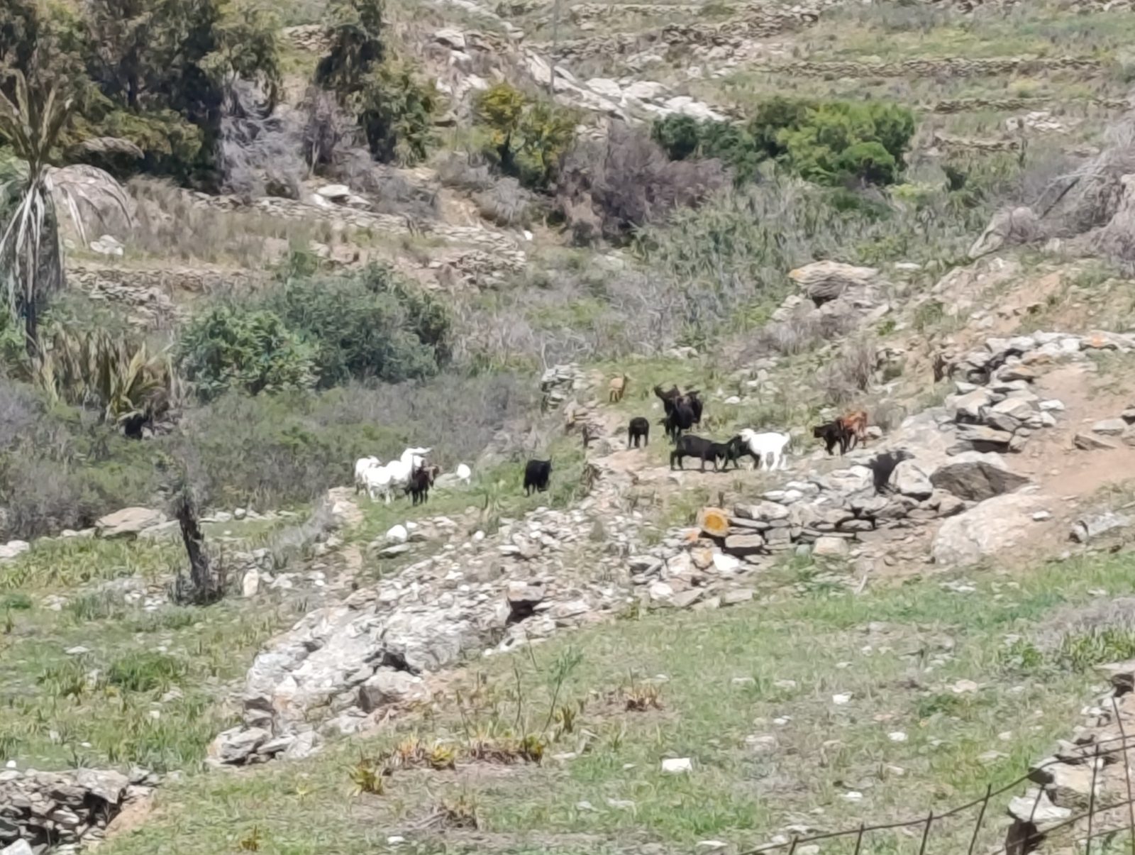 Κατσίκια στα βράχια της Τήνου