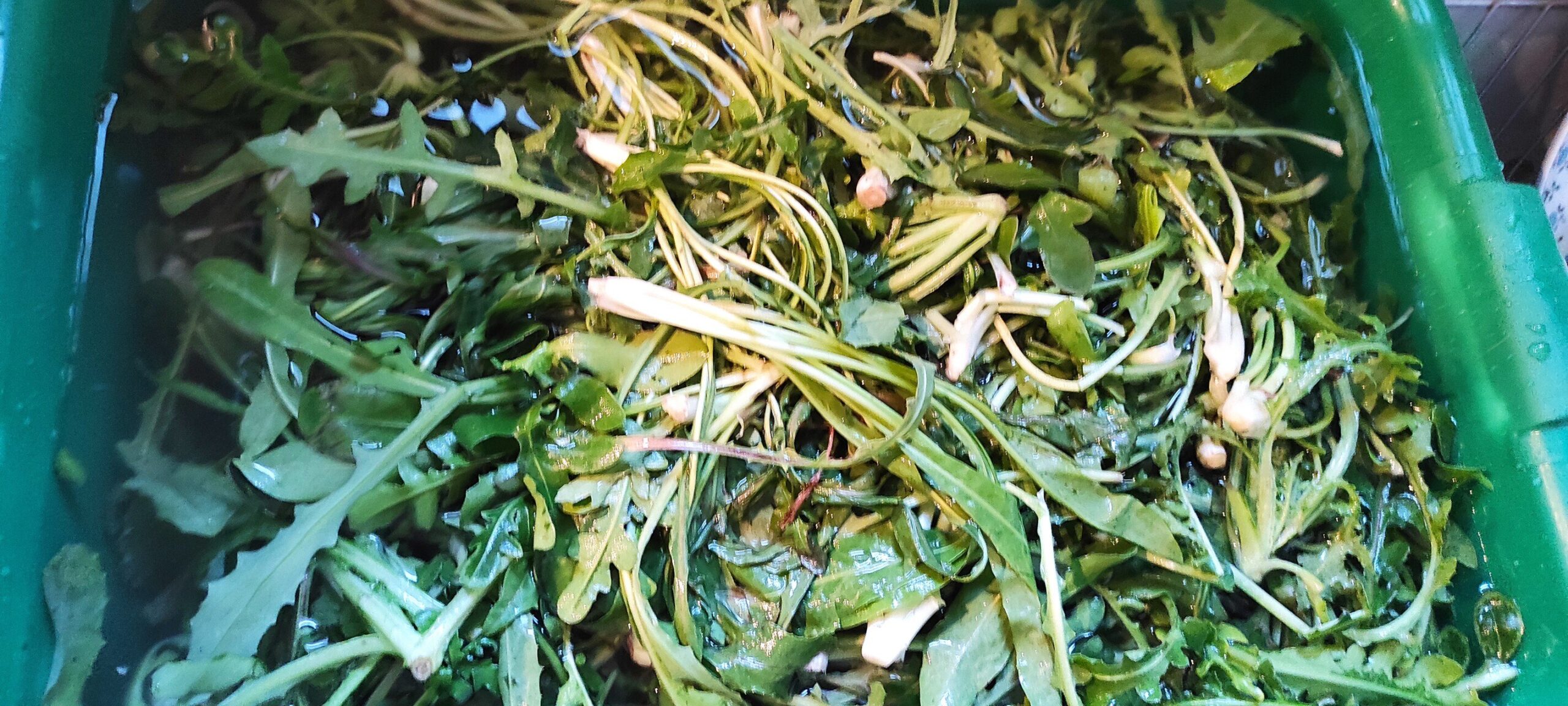 Καθαρισμένα άγρια τηνιακά χόρτα σε πράσινη λεκάνη