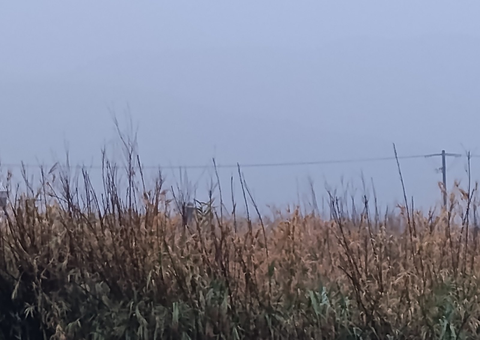 Καλάμια μέσα στην ομίχλη και τη βροχή, με τα βουνά χαμένα στα σύννεφα