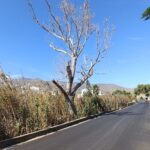 Ήρθε ο Γενικός Γραμματέας, έγιναν οι συσκέψεις — και το ξερό δέντρο στον δρόμο της Καλλονής στέκει ακόμα: η Πολιτική Προστασία κρίνεται και στο πεδίο