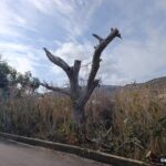 Κόπηκαν τα ξερά κλαδιά που κρέμονταν πάνω από τον δρόμο Χώρας – Καλλονής